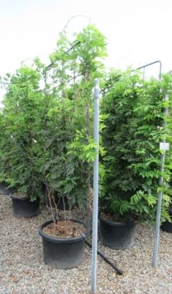 Blauwe Regen Als Leivorm (Wisteria Brachybotrys 'Yokohama Fuji') -Tuinplantenwinkel wisteria 110x180 leivorm 3