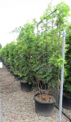 Blauwe Regen Als Leivorm (Wisteria Brachybotrys 'Yokohama Fuji') -Tuinplantenwinkel wisteria 110x180 leivorm 2 3