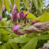 Blauwe Regen Op Stam (Wisteria Sinensis 'Rose')