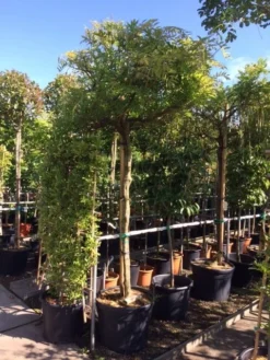 Blauwe Regen Als Boom (Wisteria Sinensis 'Prolific') -Tuinplantenwinkel wisteria boom blauw 16 18