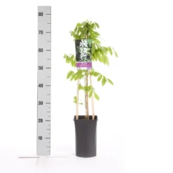 Japanse Blauwe Regen, Wit (Wisteria Floribunda 'Alba') 9 Japanse Blauwe Regen, Wit (Wisteria Floribunda 'Alba') -Tuinplantenwinkel wisteria floribunda alba 1