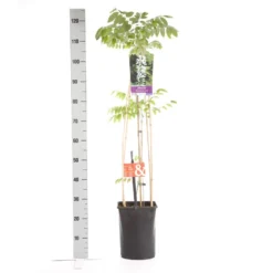 Japanse Blauwe Regen, Wit (Wisteria Floribunda 'Alba') 10 Japanse Blauwe Regen, Wit (Wisteria Floribunda 'Alba') -Tuinplantenwinkel wisteria floribunda alba 1.00 1.25 1