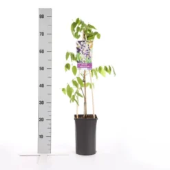 Blauwe Regen, Roze (Wisteria Floribunda 'Rosea') -Tuinplantenwinkel wisteria floribunda rosea