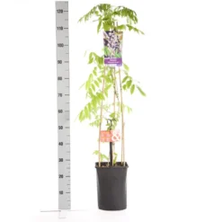 Blauwe Regen, Roze (Wisteria Floribunda 'Rosea') -Tuinplantenwinkel wisteria floribunda rosea 1.00 1.25