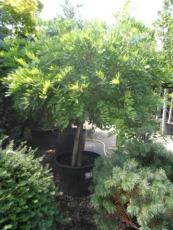 Blauwe Regen Op Stam (Wisteria Sinensis 'Alba') -Tuinplantenwinkel wisteria halfstam c240 extra