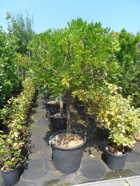 Blauwe Regen Op Stam (Wisteria Sinensis 'Prolific') 2 Blauwe Regen Op Stam (Wisteria Sinensis 'Prolific') - Afbeelding 2