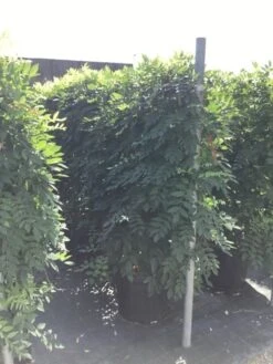 Blauwe Regen Als Leivorm (Wisteria Brachybotrys 'Yokohama Fuji') -Tuinplantenwinkel wisteria lage leivorm 2 2