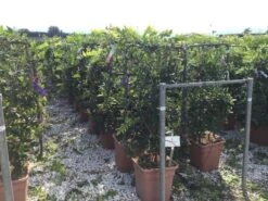 Blauwe Regen Als Leivorm (Wisteria Brachybotrys 'Yokohama Fuji') -Tuinplantenwinkel wisteria lage leivorm c18 2