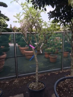 Blauwe Regen Als Boom (Wisteria Sinensis 'Prolific') -Tuinplantenwinkel wisteria rose alleen als halfstam 1