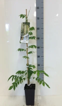 Japanse Blauwe Regen, Wit (Wisteria Floribunda 'Alba') 13 Japanse Blauwe Regen, Wit (Wisteria Floribunda 'Alba') -Tuinplantenwinkel wisteria sin. alba 80 100 c2 1