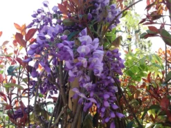 Blauwe Regen (Wisteria Sinensis 'Prolific') -Tuinplantenwinkel wisteria sin. prolific 2 2