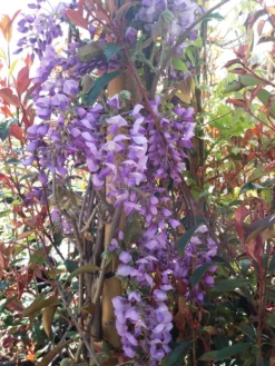 Blauwe Regen (Wisteria Sinensis 'Prolific') -Tuinplantenwinkel wisteria sin. prolific 3 2