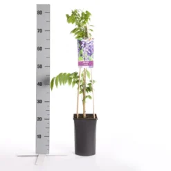 Blauwe Regen (Wisteria Sinensis) -Tuinplantenwinkel wisteria sinensis 1