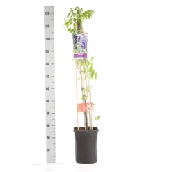 Blauwe Regen (Wisteria Sinensis) 10 Blauwe Regen (Wisteria Sinensis) -Tuinplantenwinkel wisteria sinensis 1.00 1.25