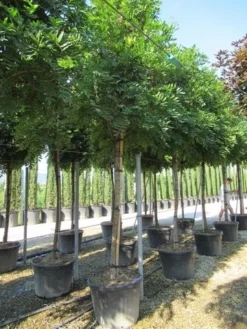 Blauwe Regen Als Boom (Wisteria Sinensis 'Prolific') -Tuinplantenwinkel wisteria sinensis prolific 16 18