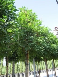 Blauwe Regen Als Boom (Wisteria Sinensis 'Prolific') -Tuinplantenwinkel wisteria sinensis prolific 16 18 2