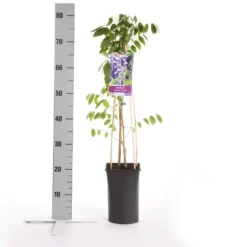 Blauwe Regen (Wisteria Sinensis 'Prolific') -Tuinplantenwinkel wisteria sinensis prolific 1