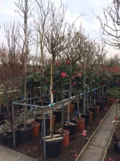 Blauwe Regen Als Boom (Wisteria Sinensis 'Alba') -Tuinplantenwinkel wisteria wit