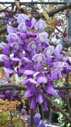 Blauwe Regen Als Leivorm (Wisteria Brachybotrys 'Yokohama Fuji') -Tuinplantenwinkel wisteria yokohama fji 3