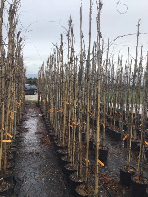 Blauweregen (Wisteria Sinensis 'Caroline') 2 Blauweregen (Wisteria Sinensis 'Caroline') - Afbeelding 2