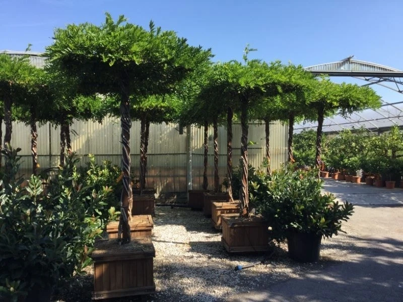 Blauwe Regen Als Dakboom (Wisteria Chinensis 'Blue Sapphire') 1 Blauwe Regen Als Dakboom (Wisteria Chinensis 'Blue Sapphire')