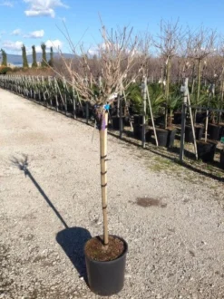 Blauwe Regen Als Halfstam (Wisteria Floribunda 'Issai') 5 Blauwe Regen Als Halfstam (Wisteria Floribunda 'Issai') -Tuinplantenwinkel wisteriaflorissaihalfstam02