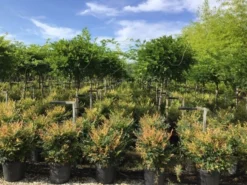 Blauwe Regen Als Halfstam (Wisteria Floribunda 'Issai')