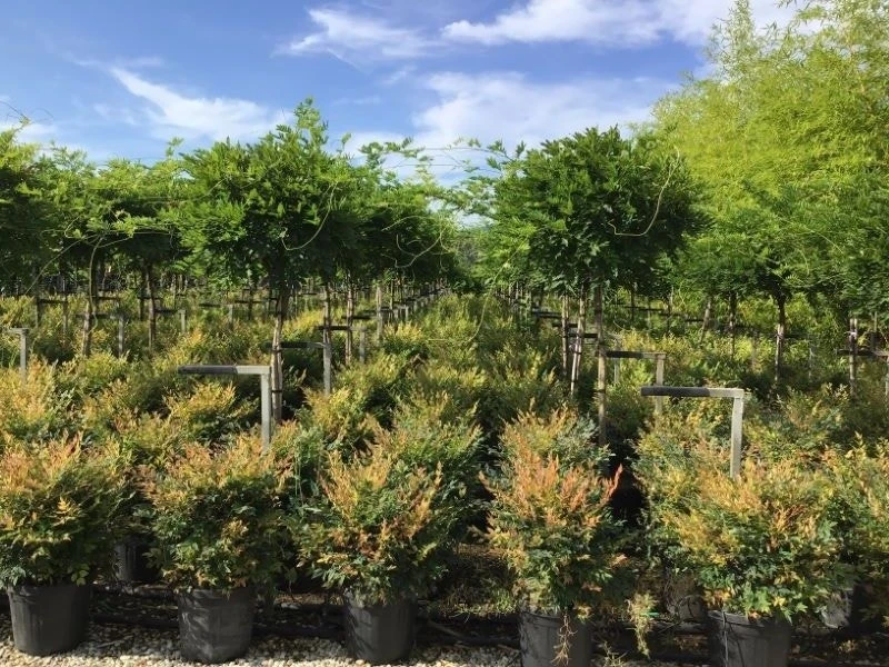 Blauwe Regen Als Halfstam (Wisteria Floribunda 'Issai') 1 Blauwe Regen Als Halfstam (Wisteria Floribunda 'Issai')