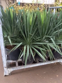 Palmlelie (Yucca Gloriosa) -Tuinplantenwinkel yucca 1