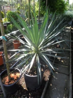 Palmlelie (Yucca Gloriosa) -Tuinplantenwinkel yucca gloriosa 100 125 c50 1