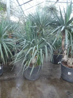 Palmlelie (Yucca Gloriosa) -Tuinplantenwinkel yucca gloriosa 140 160