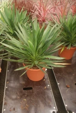 Palmlelie (Yucca Gloriosa) -Tuinplantenwinkel yucca gloriosa 2