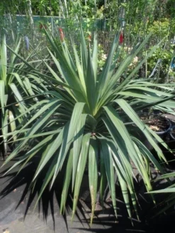 Palmlelie (Yucca Gloriosa) -Tuinplantenwinkel yucca gloriosa 80 100 c35 1