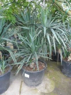 Palmlelie (Yucca Gloriosa) -Tuinplantenwinkel yucca gloriosa boomvorm c130 1
