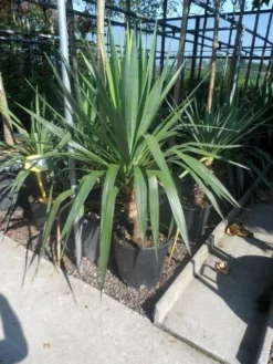 Palmlelie (Yucca Gloriosa) -Tuinplantenwinkel yucca gloriosa c20 60 80