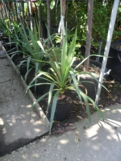 Palmlelie (Yucca Gloriosa) -Tuinplantenwinkel yucca gloriosa c7 10