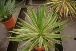 Palmlelie (Yucca Gloriosa 'Variegata') -Tuinplantenwinkel yucca gloriosa variegata 2