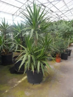 Palmlelie (Yucca Gloriosa 'Variegata') -Tuinplantenwinkel yucca gloriosa variegata 150 200 c110 2