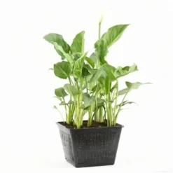 Moerasaronskelk (Zantedeschia Aethiopica) -Tuinplantenwinkel zantedeschia aethiopica s e 13695 p28