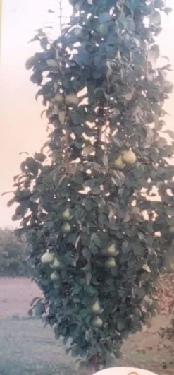 Zuil-peer (Pyrus Communis 'Obelisk') -Tuinplantenwinkel zuil peer pyrus communis obelisk pyrus communis obelisk c8d 2 1