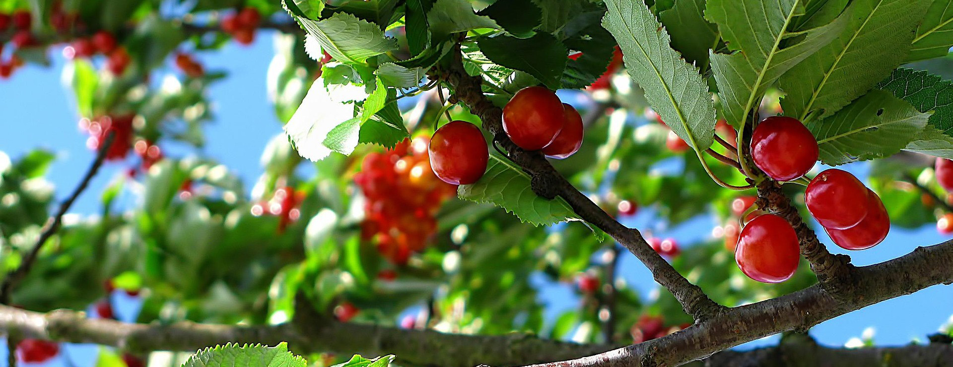 Tuinplantenwinkel -Tuinplantenwinkel cherry 212601 1920