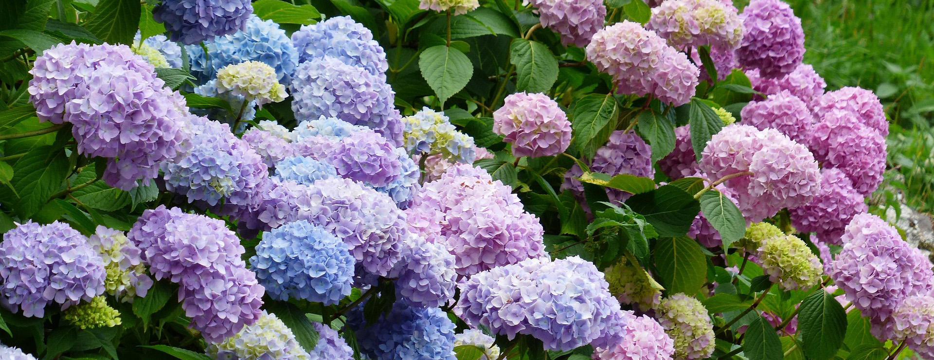 Tuinplantenwinkel -Tuinplantenwinkel hydrangeas 177317 1920