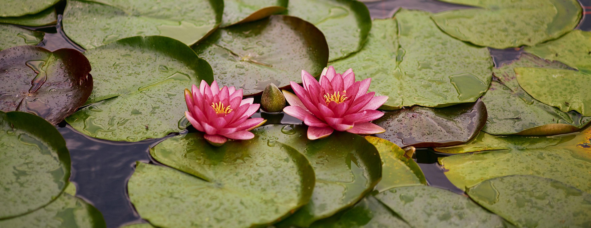 Tuinplantenwinkel -Tuinplantenwinkel water lily 4410471 1920